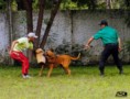 Padreadores - Fila Brasileiro Dourado - Canil Singular - Kaizer
